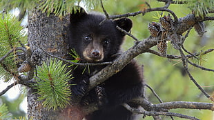 black bear on top of pinecone tree