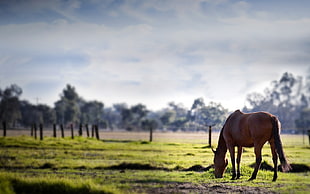 brown horse eating grass in open-field during dayhtime