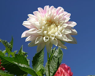 shallow focus photography of white and pink Dahlia