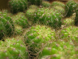 close up photo of cactus plants HD wallpaper