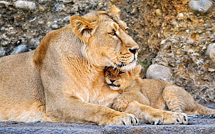 lioness and cub photo