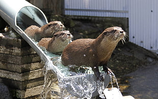 three brown otters sitting on gray metal pipe