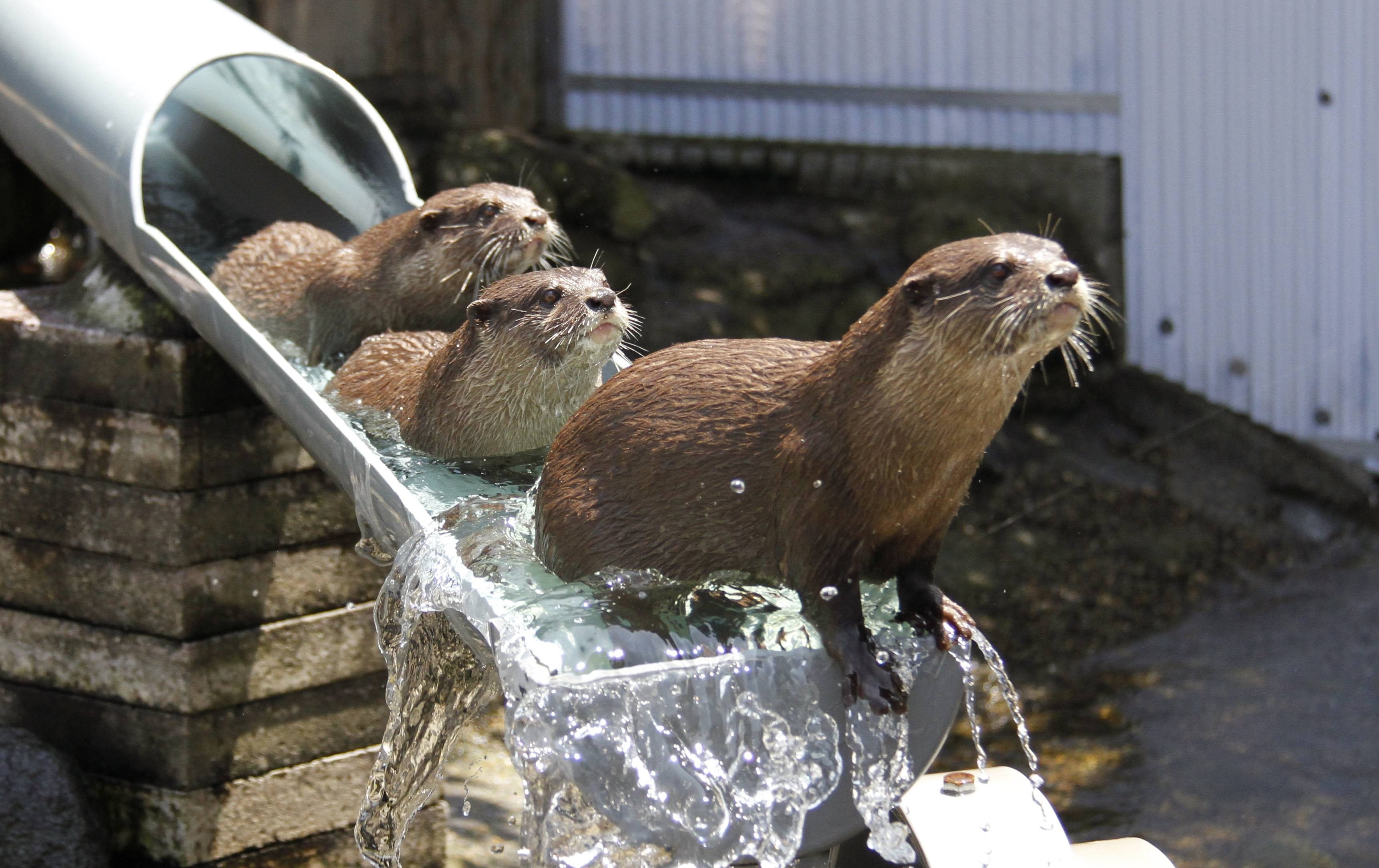 three brown otters sitting on gray metal pipe HD wallpaper.