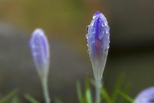 focus photograph of purple petal flower with dew drops