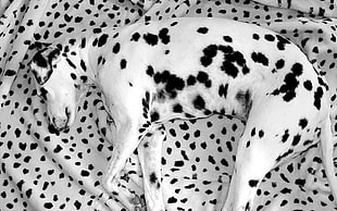 Dalmatian dog on white and black textile