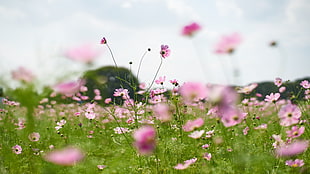 pink Cosmos flower field under white clouds blue sky HD wallpaper