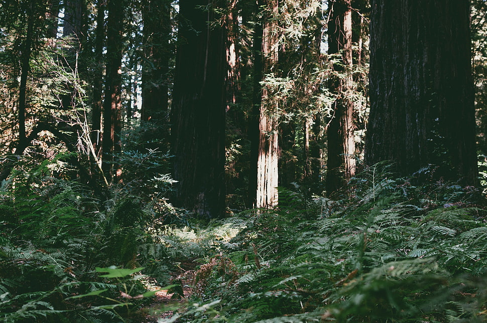 Redwood National Park, Trees, Forest, Summer HD wallpaper