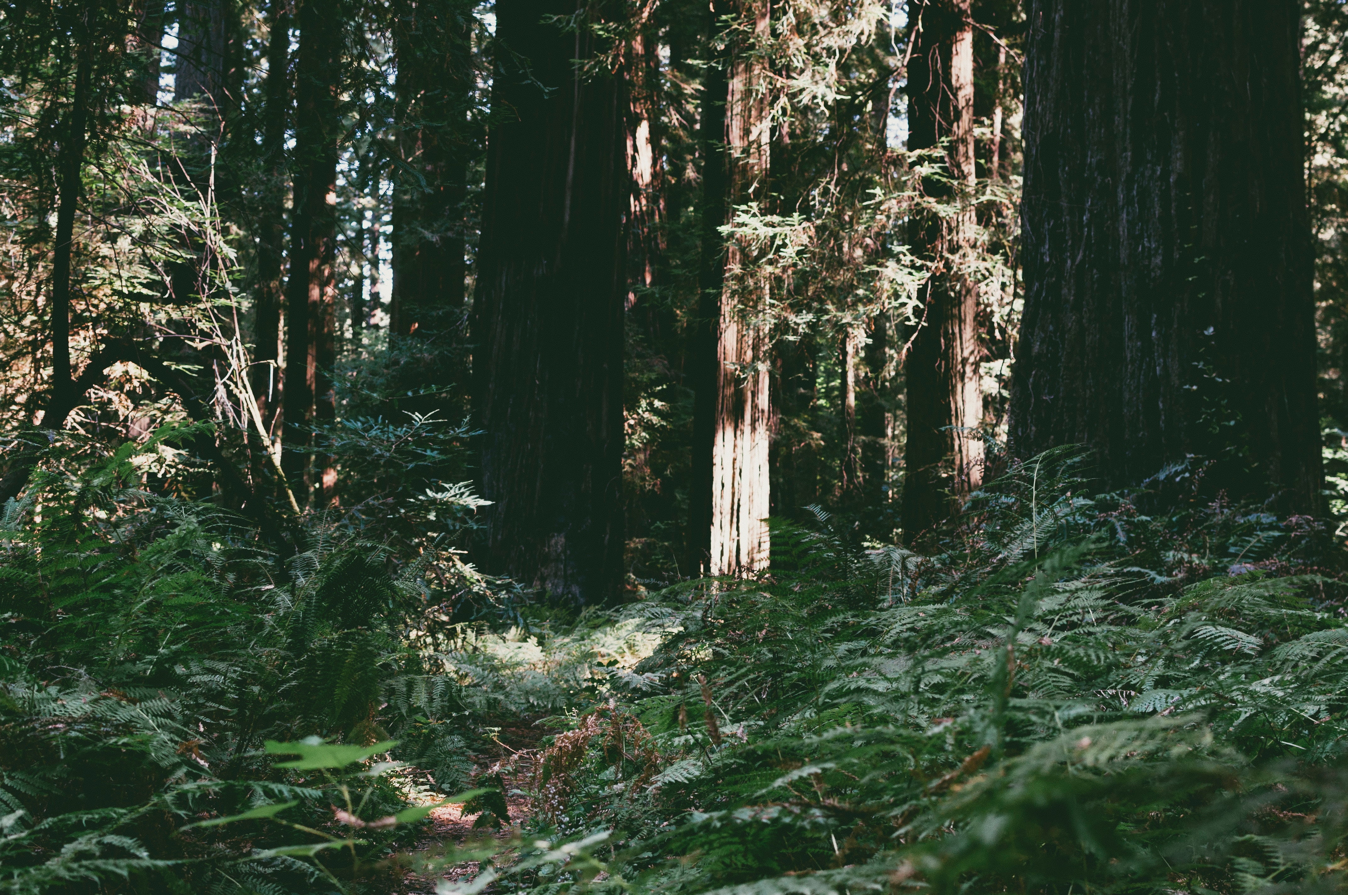 Redwood National Park, Trees, Forest, Summer
