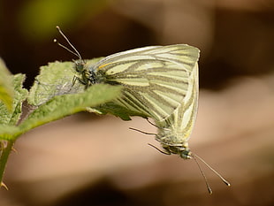 Cabbage butterfly mating on green leaf plant during daytime