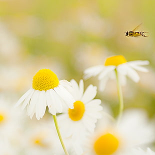closeup photography of daisy flower and bee flying