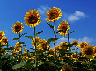 tilt shift lens photography of sunflower HD wallpaper