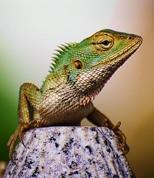 iguana closeup photography, alike HD wallpaper