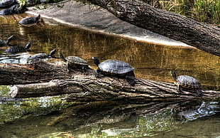 turtles climbing on tree on river during daytime HD wallpaper