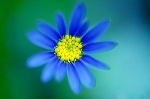 blue petaled flower HD wallpaper