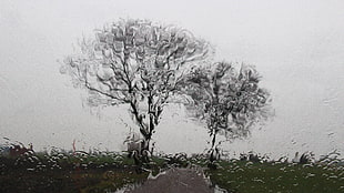 white and gray trees