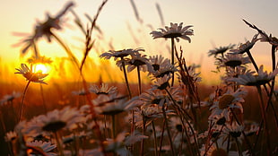 white daisies flower plant during sunrise