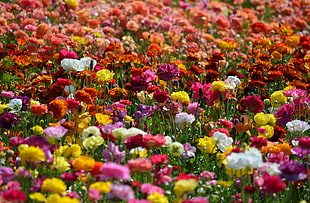 field of flowers HD wallpaper