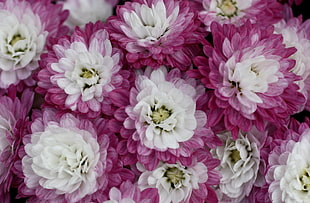 white-and-pink petaled flowers