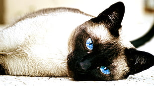 short-haired beige and black cat, cat, Siamese cats, animals, blue eyes