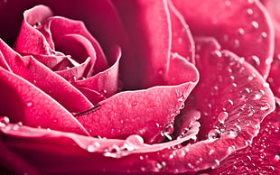 macro photography of red rose HD wallpaper