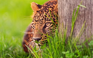 leopard leaning in lawn field beside tree trunk during daytime