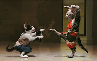 white and black cat fighting