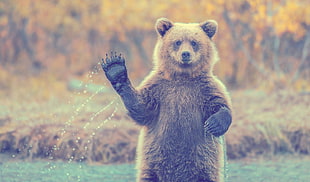 brown bear, animals, filter, bears HD wallpaper