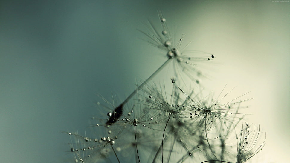 selective focus photography of black leaf perching on leaf HD wallpaper