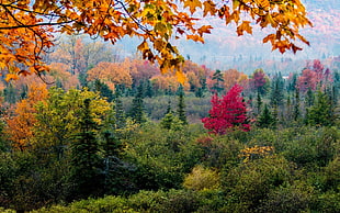 green, orange, and red trees, nature, trees, forest, leaves