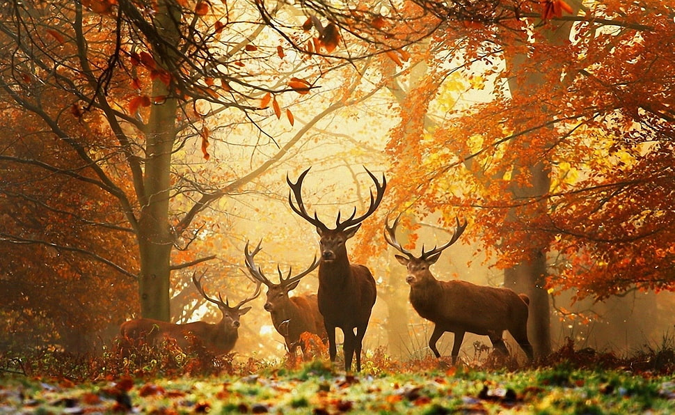 photo of deers HD wallpaper