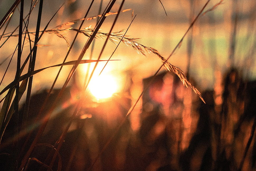 selective focus photography of brown leaf plant during golden hour HD wallpaper