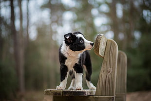 white and black Border Collie puppy on brown wooden bench during daytime