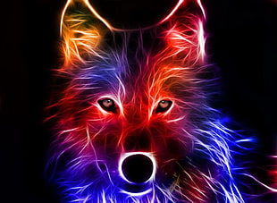 wolf LED illustration HD wallpaper