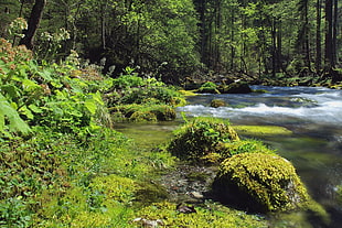 spring river between green trees HD wallpaper