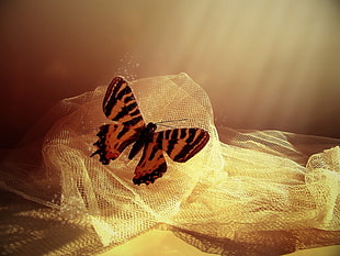 orange and black butterfly, butterfly, insect, animals HD wallpaper