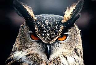 brown and black owl, owl