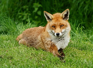 orange fox lying in green grass