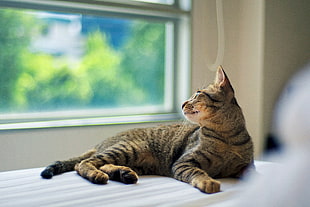 grey Tabby cat lying near window HD wallpaper