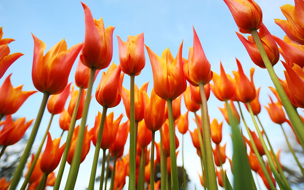 worm's eyeview of red tulips during daytime HD wallpaper