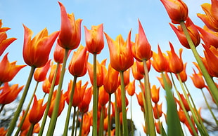 worm's eyeview of red tulips during daytime