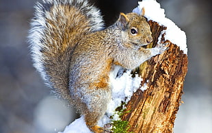chipmunk climbing the wood with snow