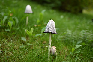 selective focus photography of white mushroom sprout on green grass field