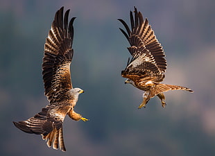 two brown and gray on-flight eagles, eagle, birds