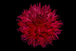 closeup photo of red petaled flower