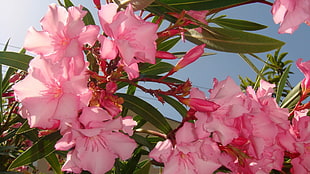 close up photo of pink petaled flower during daytime