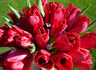 red Tulip flower bouquet HD wallpaper