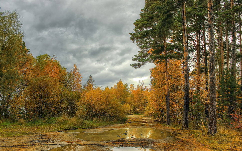 green leafy tree, landscape, river, forest, trees HD wallpaper