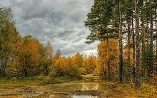 green leafy tree, landscape, river, forest, trees
