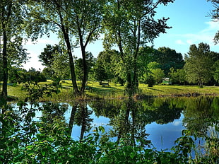 body of water surrounded by trees and grass