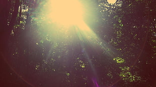 filter, nature, sunlight, trees